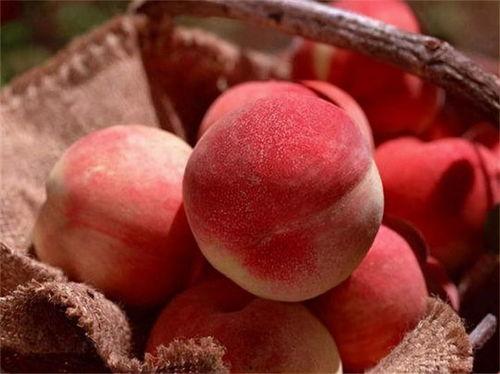 桃沢樱 吃瓜,瓜田里的甜蜜诱惑