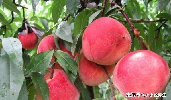 桃沢樱 吃瓜,瓜田里的甜蜜诱惑