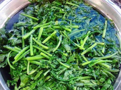 吃瓜扒皮狼茼蒿,茼蒿背后的故事与真相