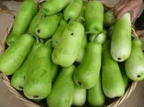 西安葫芦瓜怎么吃,传统与创新融合的美味探索