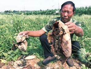 偃师最新吃瓜事件,揭秘背后真相与网络舆论风暴