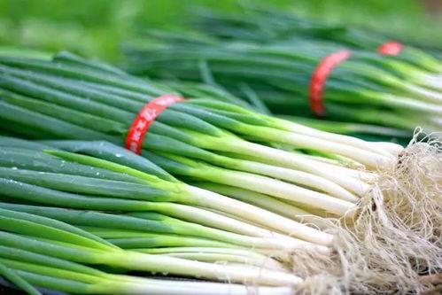 柏乡吃大瓜,品味传统美食，探寻乡村风情