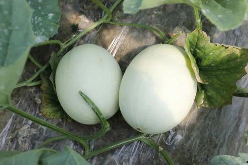 玉菇瓜怎么吃,探索美味与营养的完美融合