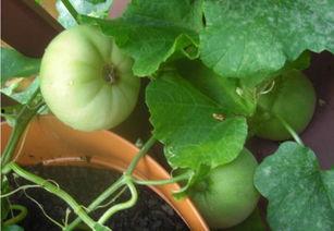 摸鱼划水吃瓜,揭秘办公室里的悠闲生活