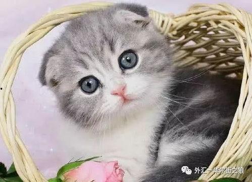 小猫吃网纹瓜好吗图片,萌趣瞬间捕捉