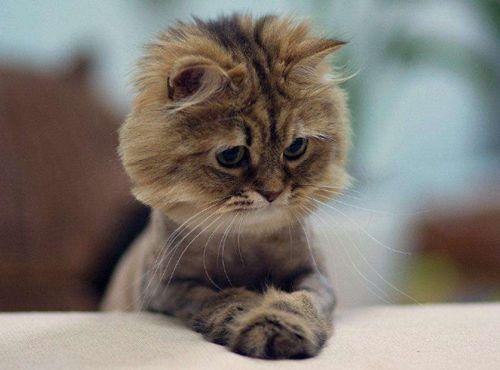 小猫吃网纹瓜好吗图片,萌趣瞬间捕捉