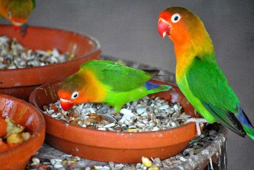 带你吃瓜讲解鹦鹉,带你领略鸟中“智者”的趣味生活