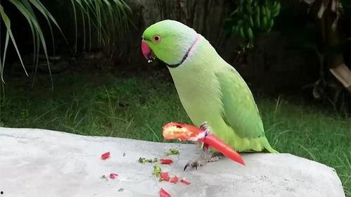 带你吃瓜讲解鹦鹉,带你领略鸟中“智者”的趣味生活