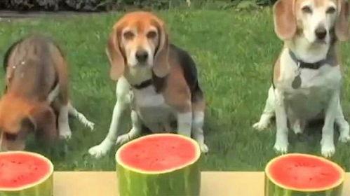小狗比赛吃瓜,小狗比赛吃瓜，欢乐无限