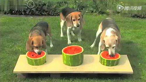 小狗比赛吃瓜,小狗比赛吃瓜，欢乐无限