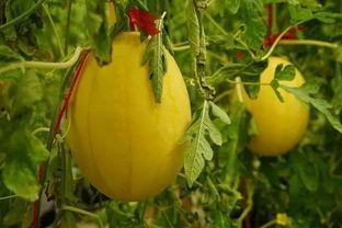 胶南吃瓜群,揭秘网络社交圈的趣味与争议