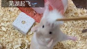 安逸吃瓜短剧,短剧里的欢乐时光