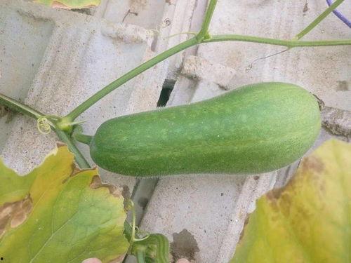 隔瓜如何吃,探索美味与健康的完美结合