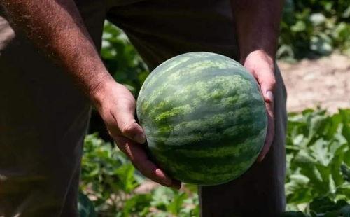 刮着吃的瓜,刮着吃的瓜，清爽一夏尽享美味