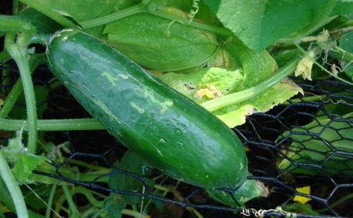 刮着吃的瓜,刮着吃的瓜，清爽一夏尽享美味