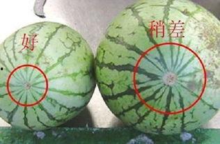 吃瓜的圈圈,一场全民参与的娱乐盛宴