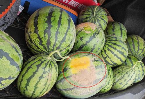 吃瓜的圈圈,一场全民参与的娱乐盛宴