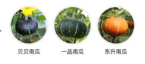 新瓜吃瓜,揭秘娱乐圈最新热点事件