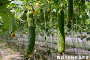 吃瓜不问价,轻松享受美食的秘诀