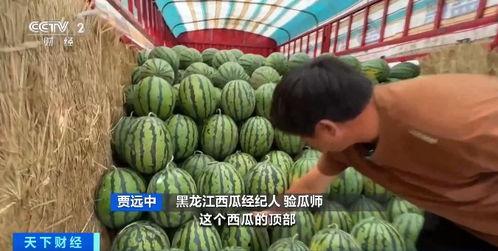 吃瓜不问价,轻松享受美食的秘诀