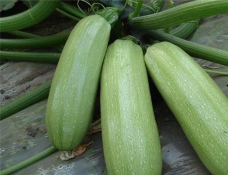 吃瓜好处多标题,为何说“吃瓜好处多”