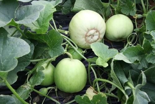 乐见吃瓜,揭秘娱乐圈幕后故事