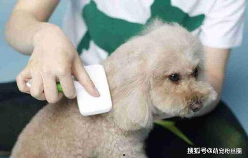 狗狗吃毛瓜,毛瓜引发的美食冒险