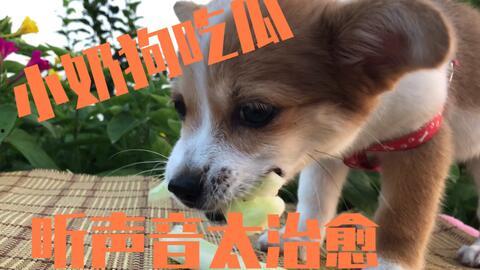 狗狗吃毛瓜,毛瓜引发的美食冒险