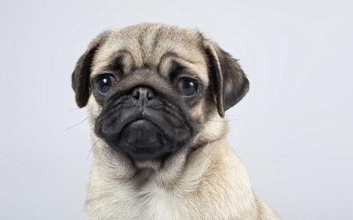 梦见吃土耳瓜,探寻梦中土耳其瓜的神秘寓意