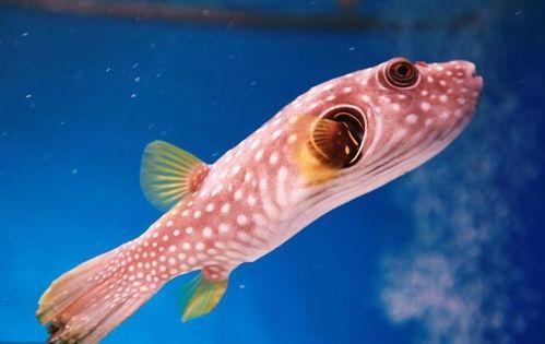 虾吃茄瓜吗,探究海洋与陆地植物的和谐共生