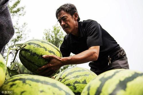 甘肃老汉吃瓜视频大全