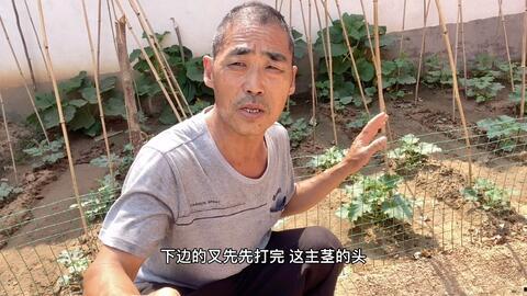 甘肃老汉吃瓜视频大全