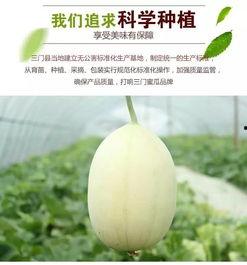 台州温岭新河吃瓜,夏日炎炎，瓜香四溢的休闲时光