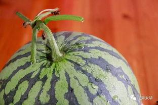 邻家大姐吃瓜,邻家大姐的瓜田奇遇记