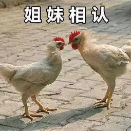 吃瓜群众半只油鸡,揭秘网络热议背后的故事