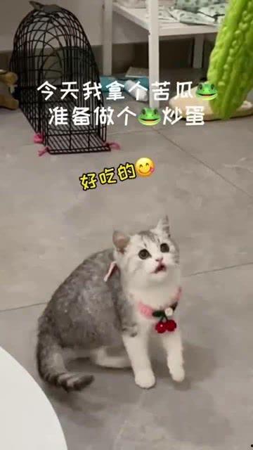 猫反七吃全瓜,揭秘猫咪的独特饮食习惯