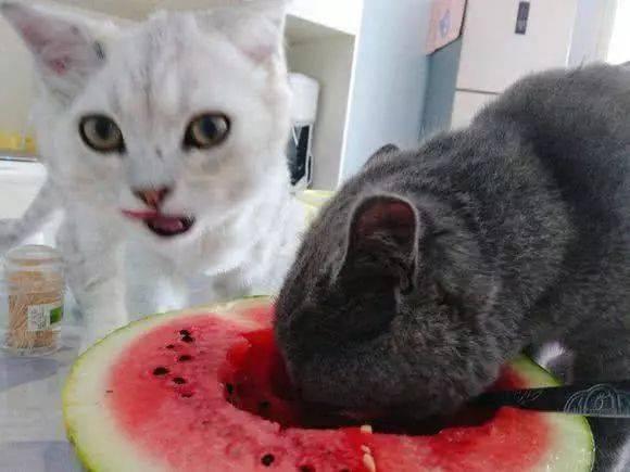 猫反七吃全瓜,揭秘猫咪的独特饮食习惯