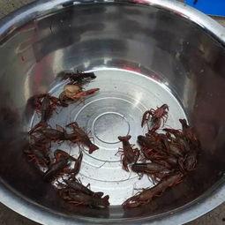 宜宾吃瓜事件,一场网络热议背后的真相探寻