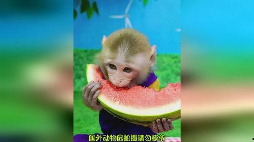 幼儿版猴子吃瓜,小猴子快乐吃瓜记