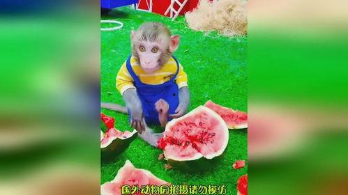 幼儿版猴子吃瓜,小猴子快乐吃瓜记
