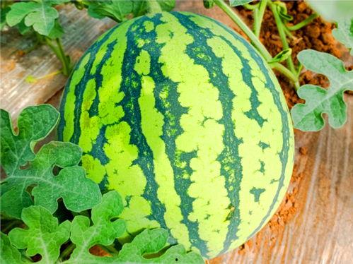 ccgg.ink吃瓜网,揭秘娱乐圈幕后故事，带你领略网络舆论风云