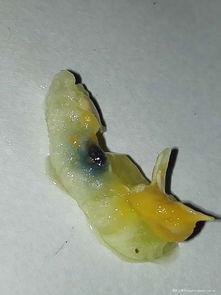 蓝色动感吃瓜,揭秘娱乐圈的甜蜜与苦涩