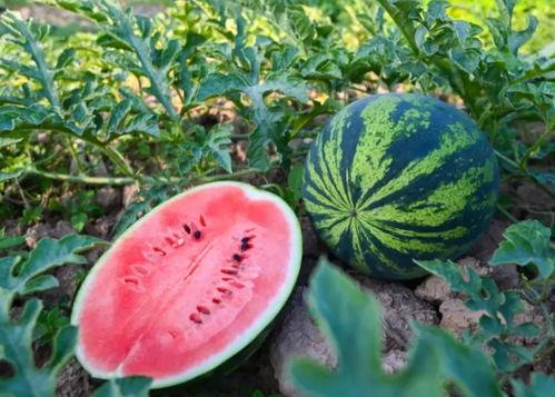 吃瓜刘正杰,揭秘娱乐圈背后的真实故事