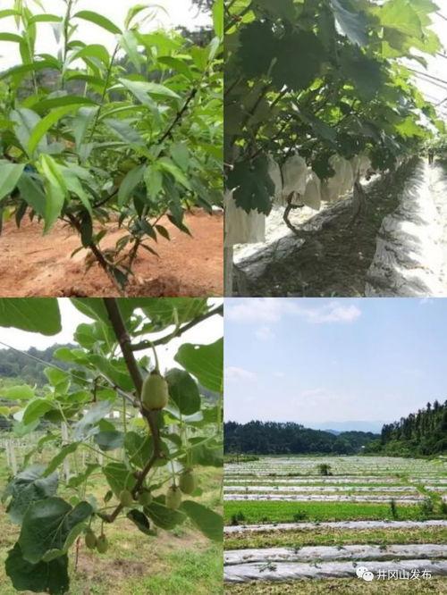 露营吃瓜搞笑,欢乐无限，笑料横生！