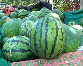 选择吃瓜,揭秘娱乐圈的甜蜜与苦涩