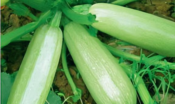 吃中药白瓜可以吃吗,白瓜与中药同食的适宜性探讨