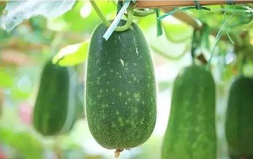 吃瓜讲秋风,盘点年度热门话题