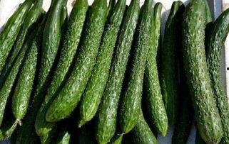 减肥可以吃瓜丝吗,减肥路上的清新伴侣