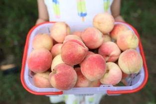 泡泡吃瓜的人挺多的,围观群众众多