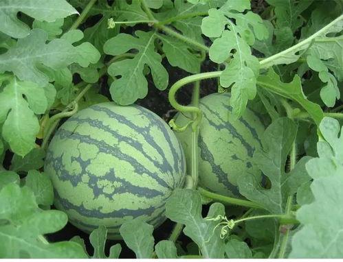 吃瓜有缘人,揭秘娱乐圈背后的故事